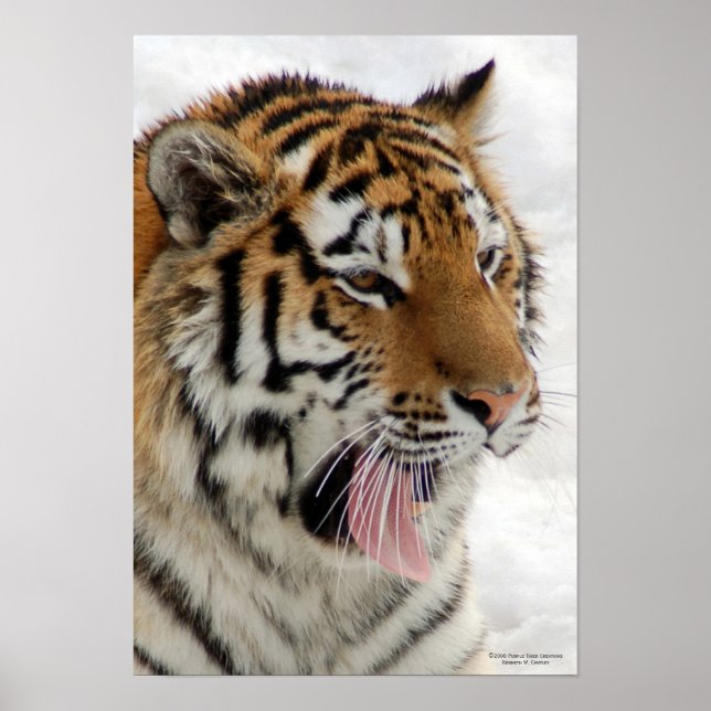 Tiger Poster (Vorne)