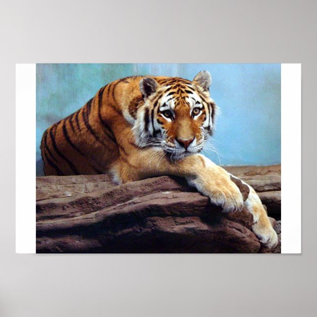 Tiger Poster (Vorne)