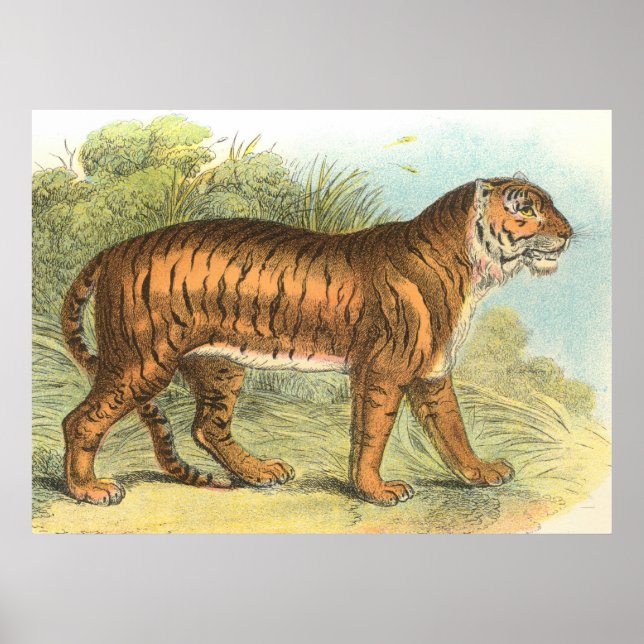 Tiger Poster (Vorne)