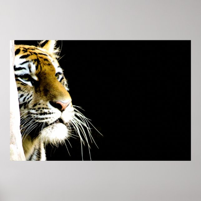 Tiger Poster (Vorne)
