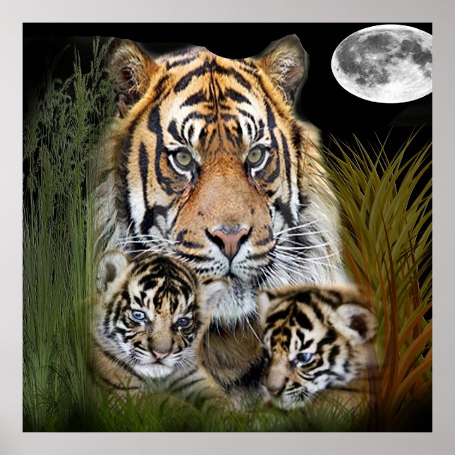 Tiger Poster (Vorne)