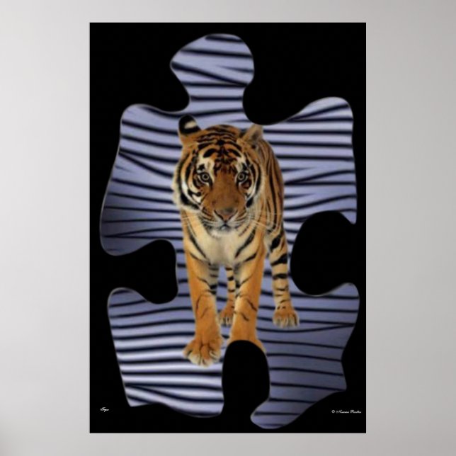 Tiger  Poster (Vorne)