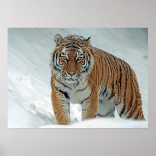 Tiger Poster