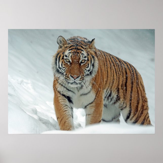 Tiger Poster (Vorne)