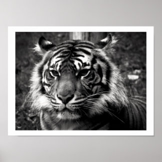 Tiger Poster