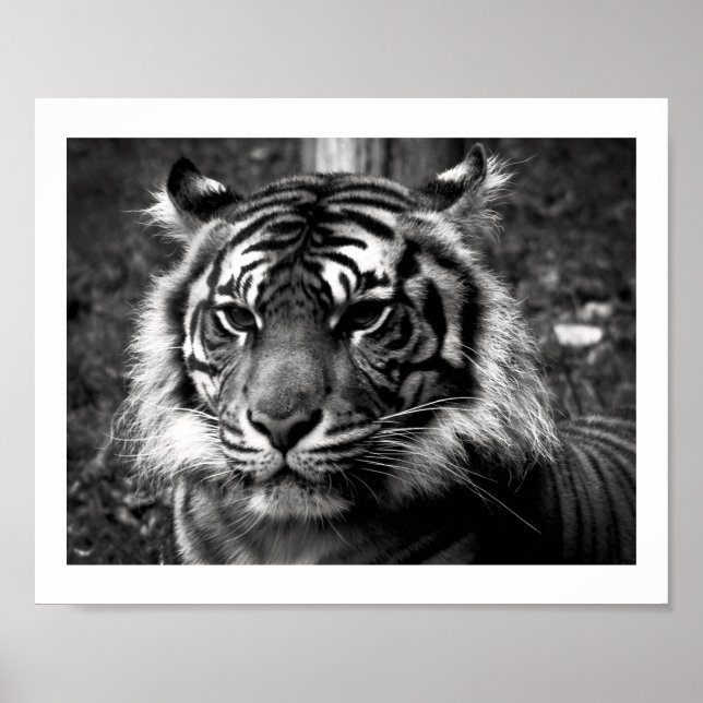 Tiger Poster (Vorne)