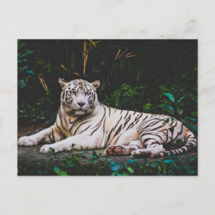 Tiger Postkarte
