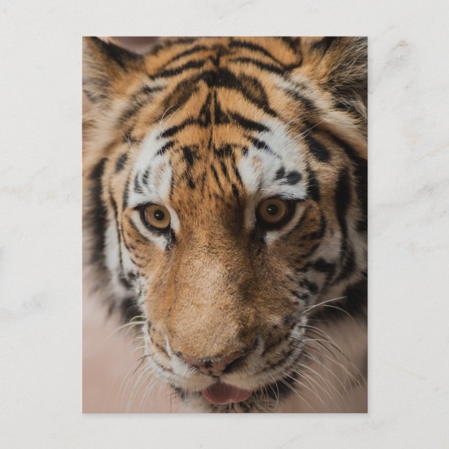 Tiger Postkarte (Vorderseite)