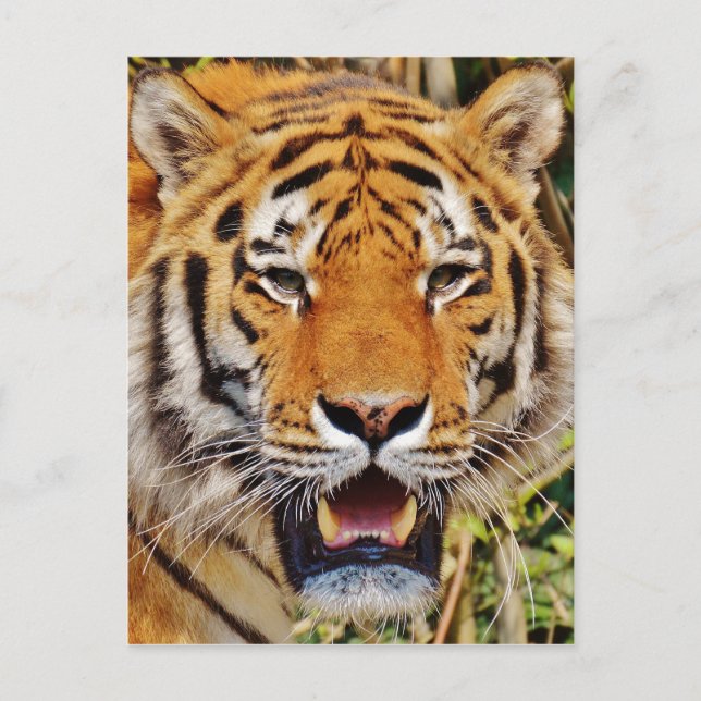 Tiger Postkarte (Vorderseite)