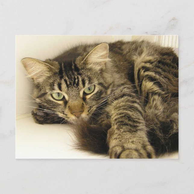 Tiger Postkarte (Vorderseite)