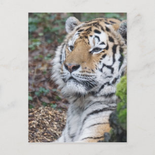 Tiger Postkarte