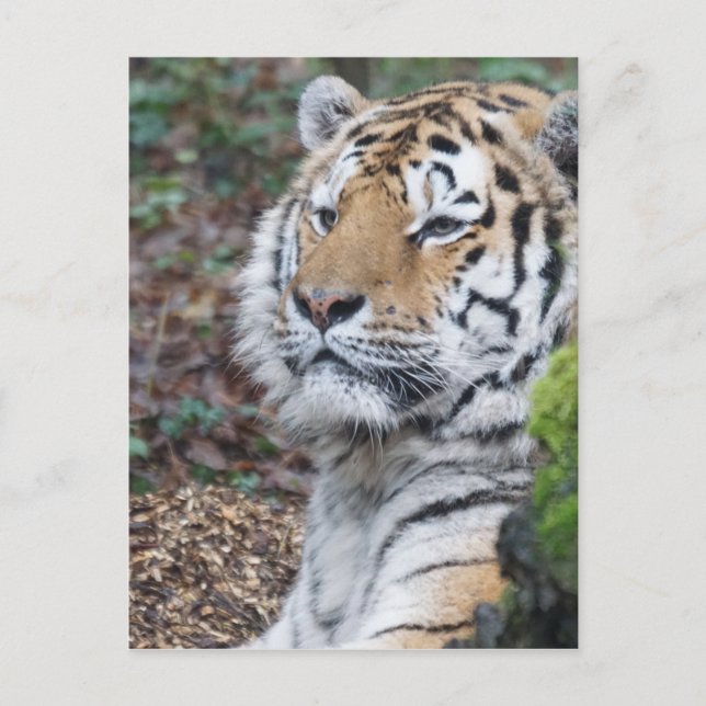 Tiger Postkarte (Vorderseite)