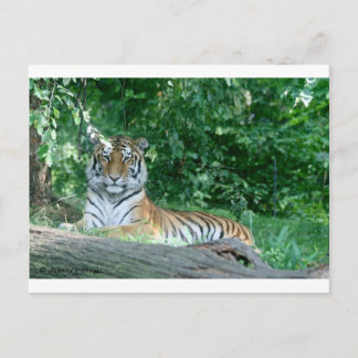 Tiger Postkarte