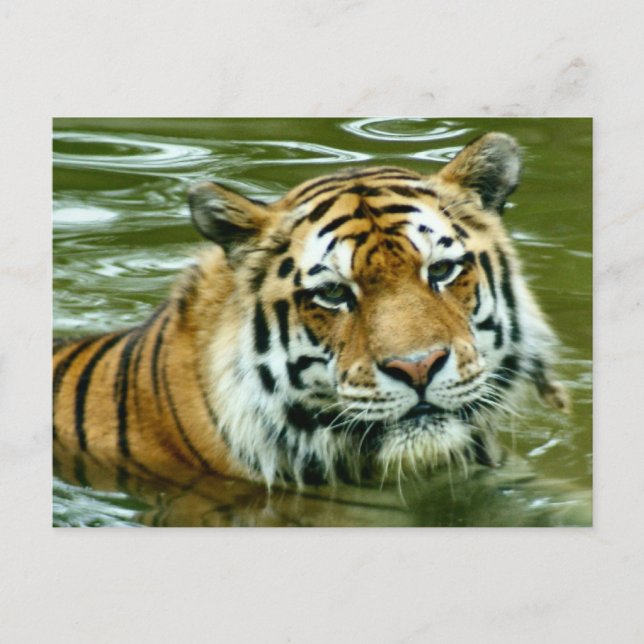 Tiger Postkarte (Vorderseite)