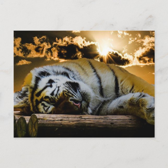 Tiger Postkarte (Vorderseite)