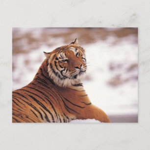 Tiger Postkarte