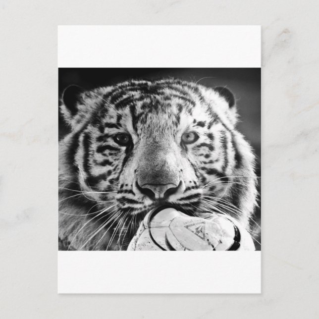 Tiger Postkarte (Vorderseite)