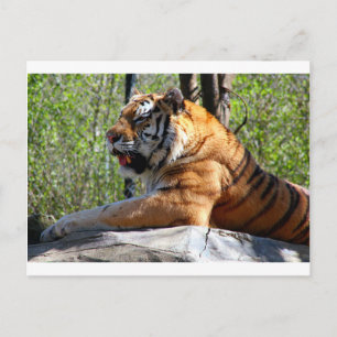 Tiger Postkarte