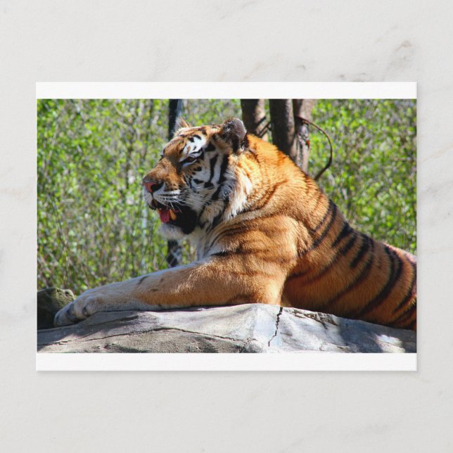 Tiger Postkarte (Vorderseite)