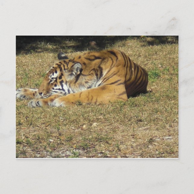 Tiger Postkarte (Vorderseite)