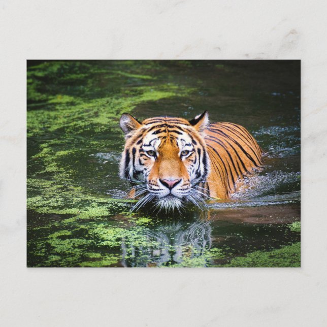 Tiger-Postkarte Postkarte (Vorderseite)