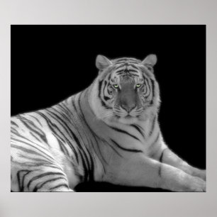 Tiger Print in Schwarzweiß Poster