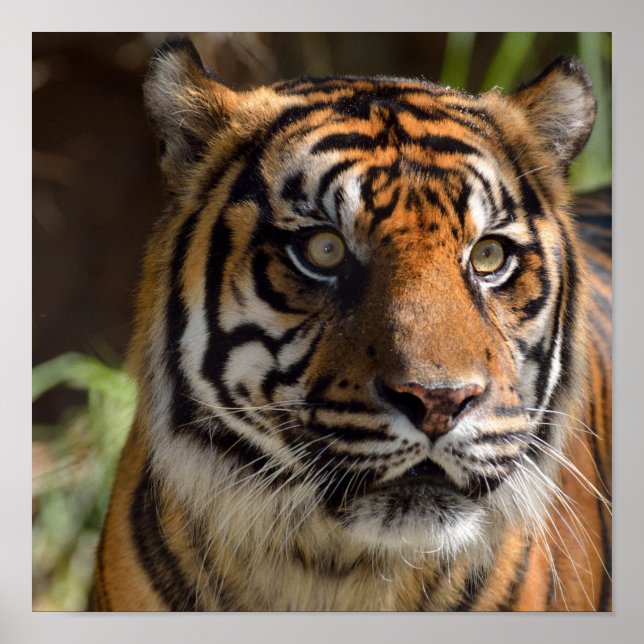 Tiger Profile Poster (Vorne)