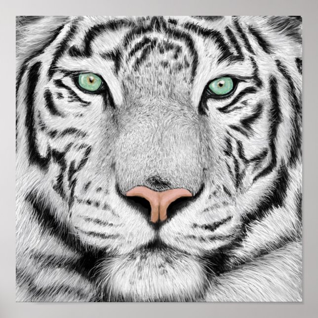 Tiger Profile Poster (Vorne)