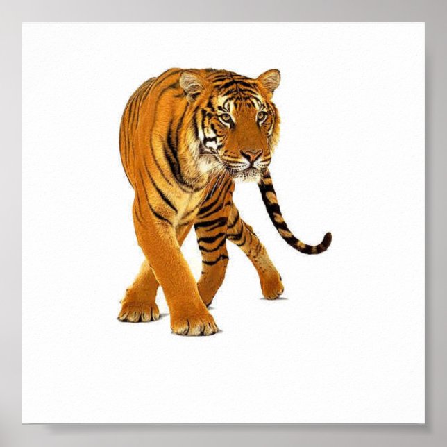 Tiger Prowl Poster (Vorne)