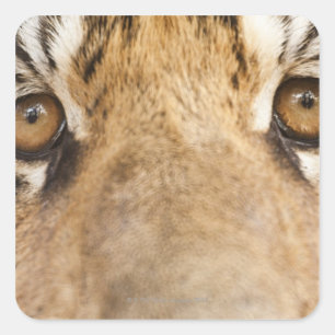 Tiger Quadratischer Aufkleber
