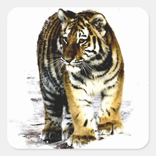 Tiger Quadratischer Aufkleber (Vorderseite)