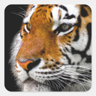 Tiger Quadratischer Aufkleber
