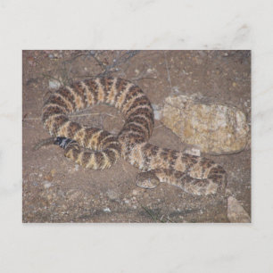 Tiger Rattlesnake Postkarte