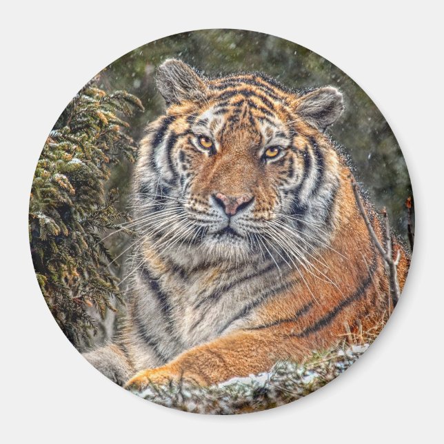 Tiger Royal 3" Magnet (Vorne)