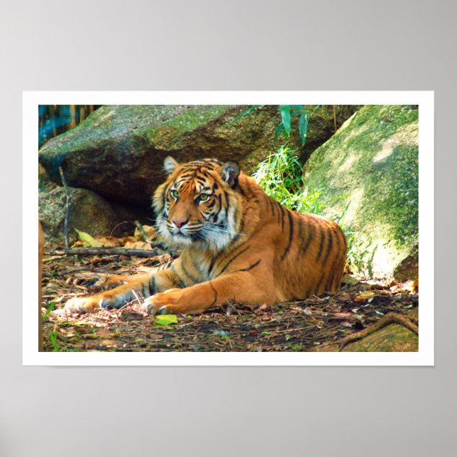 Tiger Ruhen durch Steine Poster (Vorne)