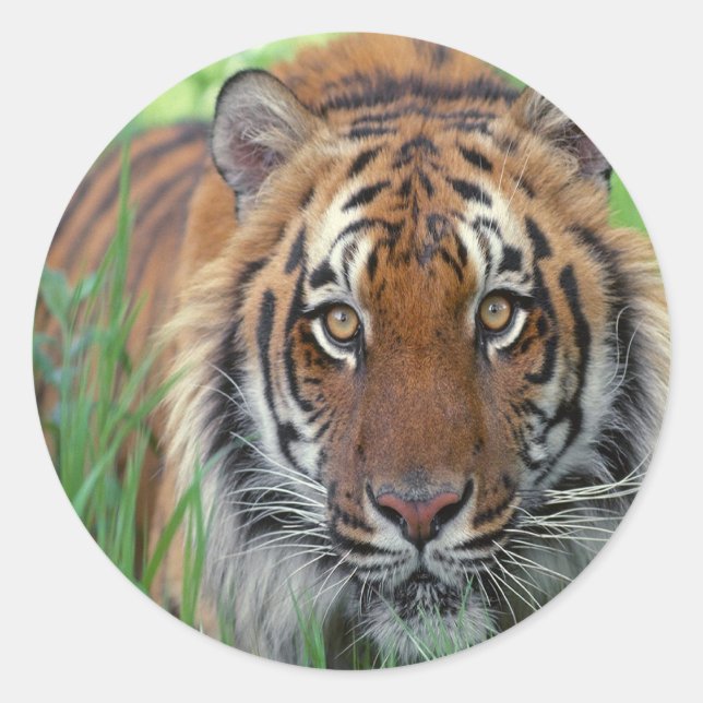 Tiger Runder Aufkleber (Vorderseite)