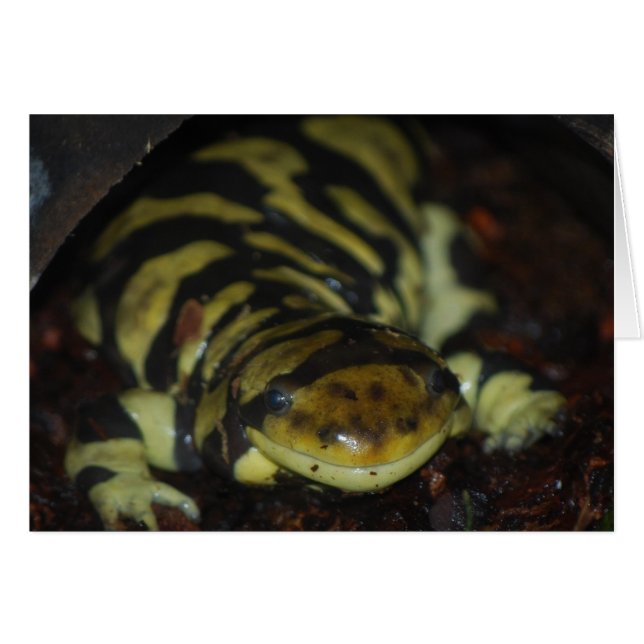 tiger salamander (Devant horizontal)
