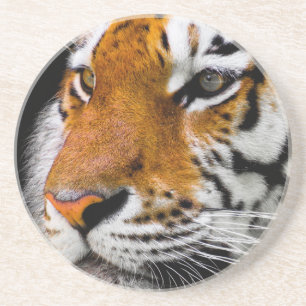 Tiger Sandstein Untersetzer