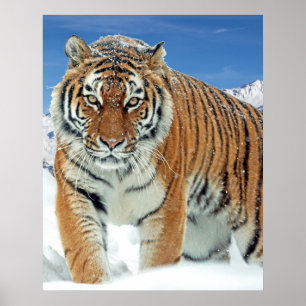 Tiger-Schnee-Gebirge Natur Winter-Foto-Poster Poster