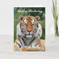 Tiger schönes Portrait Geburtstagskarte