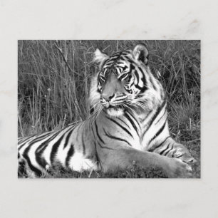 Tiger - Schwarz & Weiß Postkarte
