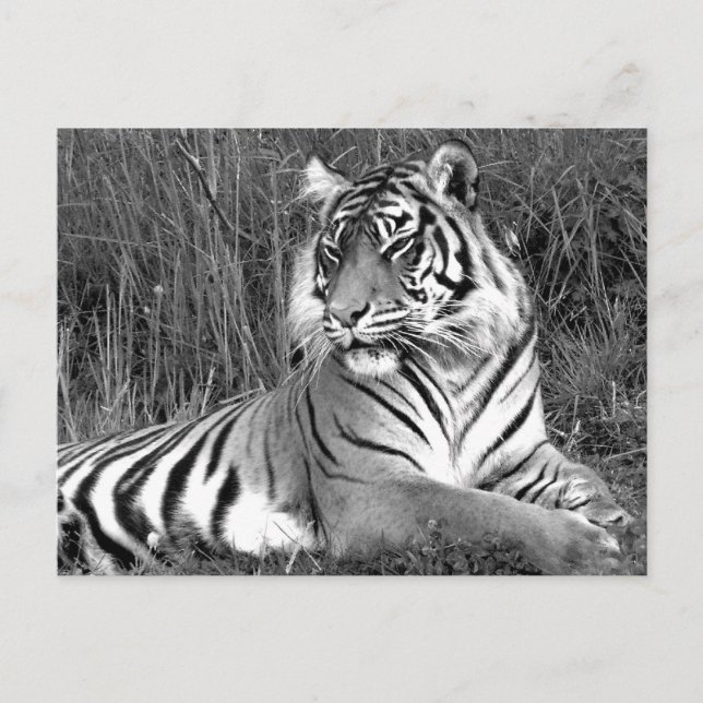 Tiger - Schwarz & Weiß Postkarte (Vorderseite)