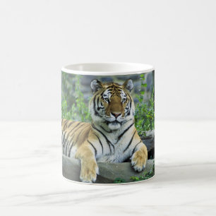 Tiger, sibirisch kaffeetasse