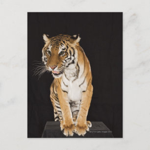 Tiger sitzend auf Plattform 2 Postkarte