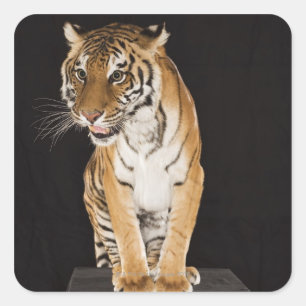Tiger sitzend auf Plattform 2 Quadratischer Aufkleber