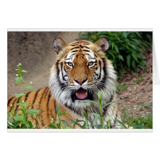 Tiger Smile (Vorderseite (Horizontal))