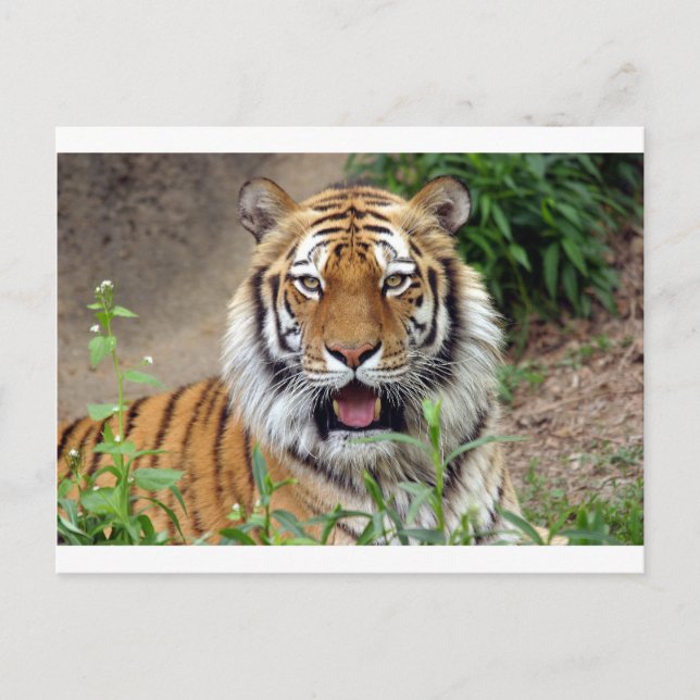 Tiger Smile Postkarte (Vorderseite)