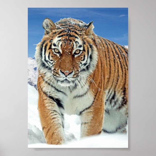 Tiger Snow Mountains Natur Winter Foto Poster (Vorne)