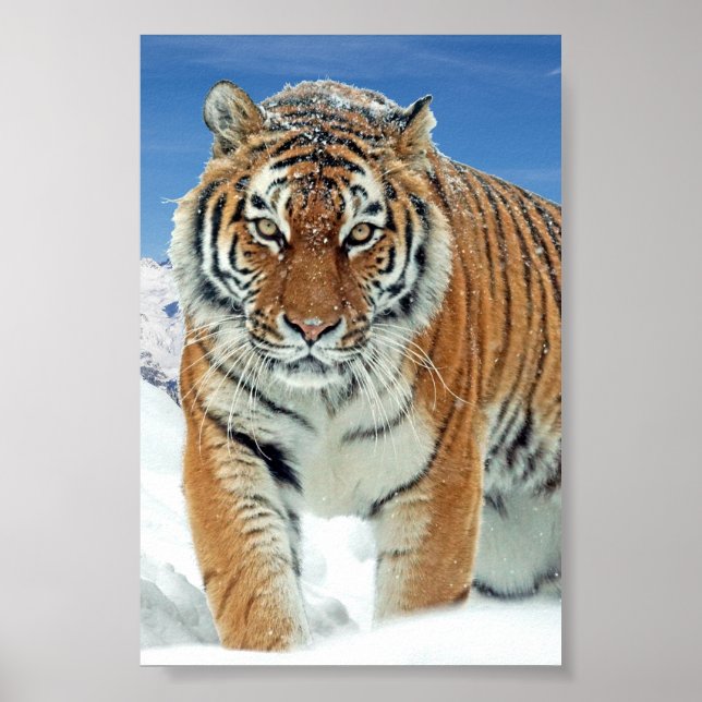 Tiger Snow Mountains Winter Foto Nature Poster (Vorne)