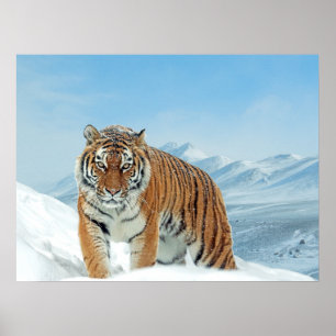 Tiger Snow Mountains Winter Nature Photo Print Poster